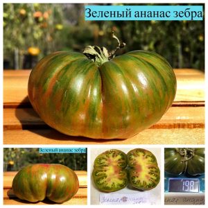 ЗЕЛЕНЫЙ АНАНАС ЗЕБРА (ANANAS ZEBRA VERTE) - зеленый полосатый яркий би-колор, 10 семян