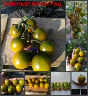 ЗЕЛЕНЫЙ ВИНОГРАД (GREEN GRAPES) - зеленый круглый медовый черри, 10 семян