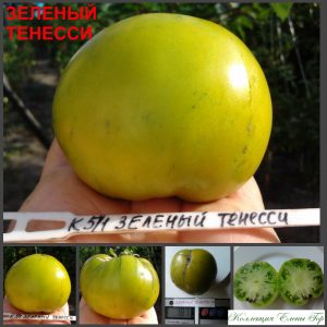 ТЕНЕССИ ЗЕЛЕНЫЙ (TENNESSEE GREEN) - зеленый вкусный бифштекс, 10 семян