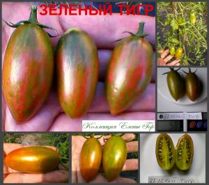 ЗЕЛЕНЫЙ ТИГР (GREEN TIGER) - зеленая полосатая сливка, 10 семян