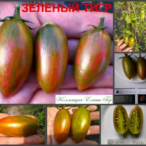 ЗЕЛЕНЫЙ ТИГР (GREEN TIGER) - зеленая полосатая сливка, 10 семян