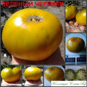 ЗЕЛЕНЫЙ ЧЕРОКИ (CHEROKEE GREEN) - зеленый вкусный бифштекс, 10 семян