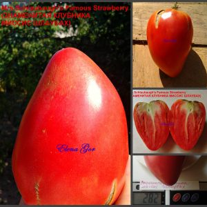 ЗНАМЕНИТАЯ КЛУБНИКА МИССИС ШЛАУБАХ (Mrs.Schlaubaugh's Famous Strawberry) - малиновое крупное сладкое сердце, 5 семян