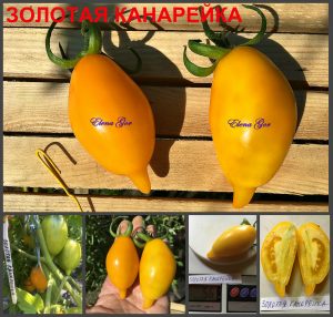 ЗОЛОТАЯ КАНАРЕЙКА (GOLDEN CANARY) - ранняя желтая сливка, 10 семян