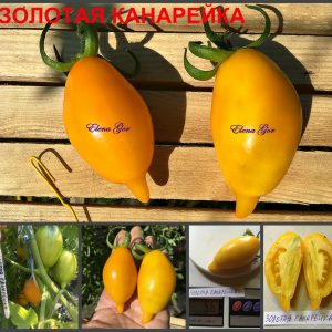 ЗОЛОТАЯ КАНАРЕЙКА (GOLDEN CANARY) - ранняя желтая сливка, 10 семян