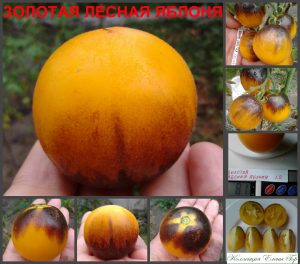 ЗОЛОТАЯ ЛЕСНАЯ ЯБЛОНЯ (Golden Crabapple) - желтый округлый томат, антоциан, 10 семян