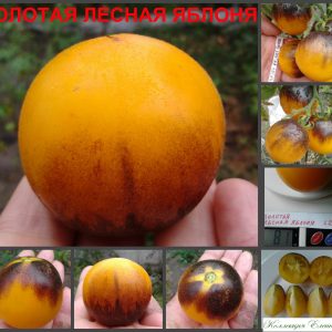 ЗОЛОТАЯ ЛЕСНАЯ ЯБЛОНЯ (Golden Crabapple) - желтый округлый томат, антоциан, 10 семян