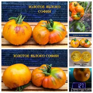 ЗОЛОТОЕ ЯБЛОКО СОФИИ СААКОВОЙ