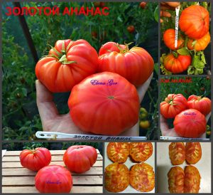 ЗОЛОТОЙ АНАНАС (GOLDEN PINEAPPLES) - яркий сладкий би-колор, 10 семян