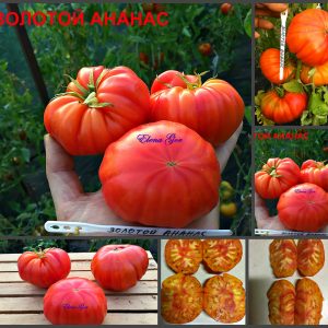 ЗОЛОТОЙ АНАНАС (GOLDEN PINEAPPLES) - яркий сладкий би-колор, 10 семян