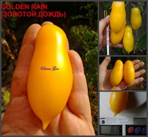 ЗОЛОТОЙ ДОЖДЬ (GOLDEN RAIN) - урожайная желтая сливка, 10 семян