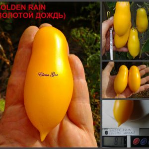 ЗОЛОТОЙ ДОЖДЬ (GOLDEN RAIN) - урожайная желтая сливка, 10 семян