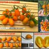 ЗОЛОТОЙ СЛАДКИЙ (GOLDEN SWEET) - урожайная желтая сладкая плотная сливка