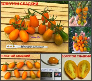 ЗОЛОТОЙ СЛАДКИЙ (GOLDEN SWEET) - урожайная желтая сладкая плотная сливка