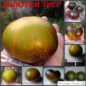 ЗОЛОТОЙ ТИГР (GOLDEN TIGER) - супер-сладкий бронзово-синий томат, антоциан, 10 семян