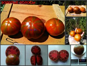 ЗОЛОТЫЕ ПОЛОСЫ (GOLD STRIPES) - пурпурный полосатый бифштекс, 10 семян