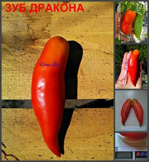 ЗУБ ДРАКОНА (DRAGON TOOTH) - урожайная красная консервная сливка, 10 семян ЗУБ ДРАКОНА (DRAGON TOOTH) - урожайная красная консервная сливка, 10 семян