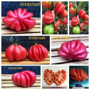 ЗУБЧАТЫЙ ПОМИДОР (Gezante Tomato Buhrer-Keel) - рифленый малиновый томат, 10 семян