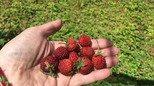 Земляника лесная, сорт "Ксюша" - настоящая крупная земляника на вашем участке, 1 саженец