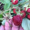 Земляника лесная, сорт "Ксюша" - настоящая крупная земляника на вашем участке, 1 саженец 2431