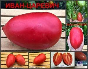 ИВАН-ЦАРЕВИЧ (IVAN TSAREVICH) - розовая крупная сливка-сердце, 10 семян