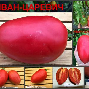 ИВАН-ЦАРЕВИЧ (IVAN TSAREVICH) - розовая крупная сливка-сердце, 10 семян