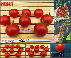 ИДИЛ (IDIL) - ранний красный черри со сложными кистями, 10 семян