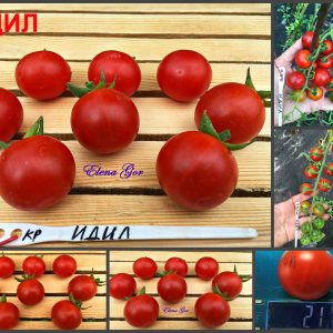 ИДИЛ (IDIL) - ранний красный черри со сложными кистями, 10 семян