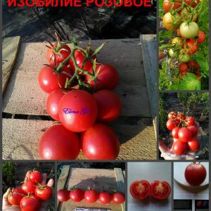 ИЗОБИЛИЕ РОЗОВОЕ (IZOBILIE) - гипер-урожайный розовый томат, 10 семян