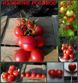 ИЗОБИЛИЕ РОЗОВОЕ (IZOBILIE) - гипер-урожайный розовый томат, 10 семян