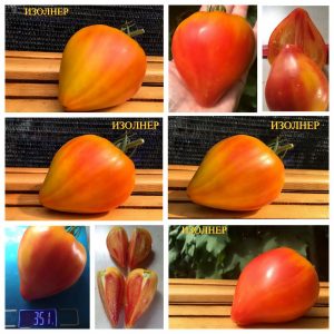 ИЗОЛНЕР БИ-КОЛОР (Isolner Bicolor) - крупное сладкое сердце би-колор, 5 семян
