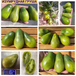 ИЗУМРУДНАЯ ГРУША