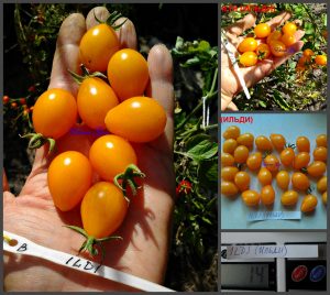 ИЛЬДИ (ILDI) - желтая сладкая сливка со сложными кистями, 10 семян