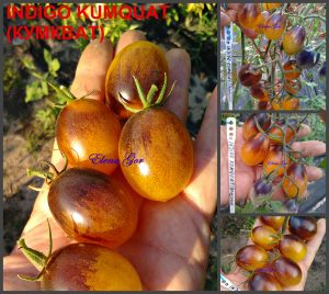 ИНДИГО-КУМКВАТ ЖЕЛТЫЙ (INDIGO KUMQUAT) - гипер-урожайный желтый сладкий черри, антоциан, 10 семян