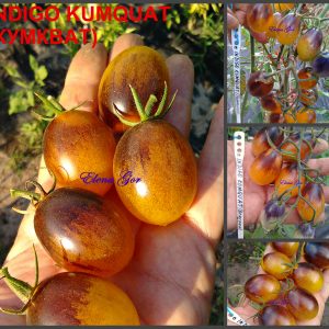 ИНДИГО-КУМКВАТ ЖЕЛТЫЙ (INDIGO KUMQUAT) - гипер-урожайный желтый сладкий черри, антоциан, 10 семян
