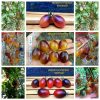 ИНДИГО КУМКВАТ РОЗОВЫЙ ОПАЛ (KUMQUAT PINK OPAL) - гипер-урожайный розовый сладкий черри, антоциан, 5 семян 2691 ИНДИГО КУМКВАТ РОЗОВЫЙ ОПАЛ (KUMQUAT PINK OPAL) - гипер-урожайный розовый сладкий черри 2691