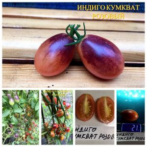 ИНДИГО КУМКВАТ РОЗОВЫЕ (INDIGO KUMQUAT PINK) - гипер-урожайный розовый сладкий черри