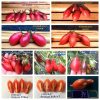 ИНДИГО КУМКВАТ РОЗОВЫЙ ОПАЛ (KUMQUAT PINK OPAL) - гипер-урожайный розовый сладкий черри, антоциан, 5 семян 2700 ИНДИГО КУМКВАТ РОЗОВЫЙ ОПАЛ (KUMQUAT PINK OPAL) - гипер-урожайный розовый сладкий черри 2700