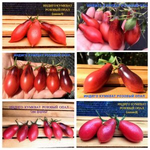 ИНДИГО КУМКВАТ РОЗОВЫЙ ОПАЛ (KUMQUAT PINK OPAL) - гипер-урожайный розовый сладкий черри