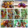 ИНДИГО КУМКВАТ РОЗОВЫЙ ОПАЛ (KUMQUAT PINK OPAL) - гипер-урожайный розовый сладкий черри, антоциан, 5 семян 2692 ИНДИГО КУМКВАТ РОЗОВЫЙ ОПАЛ (KUMQUAT PINK OPAL) - гипер-урожайный розовый сладкий черри 2692