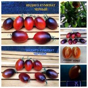 ИНДИГО КУМКВАТ ЧЕРНЫЙ (INDIGO KUMQUAT BLACK) - гипер-урожайный пурпурный сладкий черри, антоциан, 10 семян