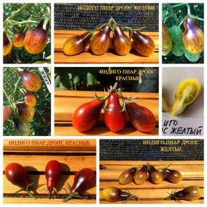 ИНДИГО ПИАР ДРОПС ЖЕЛТЫЕ (INDIGO PEAR DROPS YELLOW) - гипер-урожайный желтый сладкий черри, антоциан, 10 семян