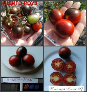 ИНДИГО РОУЗ, РОЗА ЦВЕТА ИНДИГО (INDIGO ROSE) - гипер-урожайный красный сладкий черри, антоциан, 10 семян
