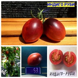 ИНДИГО РУБИ (INDIGO RUBY) - гипер-урожайный розовый сладкий черри, антоциан, 10 семян
