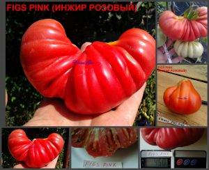 ИНЖИР РОЗОВЫЙ (FIGS PINK) - розовый крупный трюфель, 10 семян