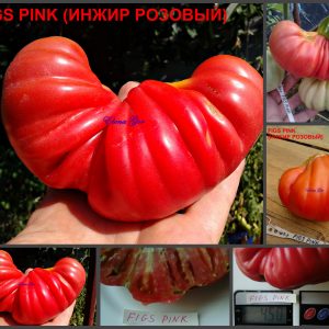 ИНЖИР РОЗОВЫЙ (FIGS PINK) - розовый крупный трюфель, 10 семян