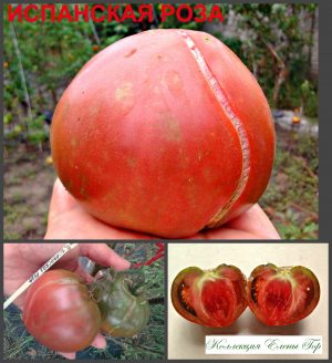 ИСПАНСКАЯ РОЗА (SPANISH ROSE) - пурпурный сердцевидный томат, 10 семян ИСПАНСКАЯ РОЗА (SPANISH ROSE) - пурпурный сердцевидный томат, 10 семян