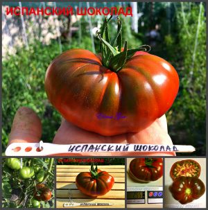 Ранний томат бифштекс ИСПАНСКИЙ ШОКОЛАД