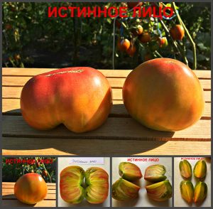 ИСТИННОЕ ЛИЦО (TRUE FACE) - ранний сладкий би-колор, 10 семян