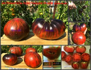 Сорт томатов ИСТРЕБИТЕЛЬ ПОВСТАНЦЕВ ПРАЙМ